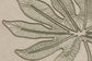 SCHEFFLERA