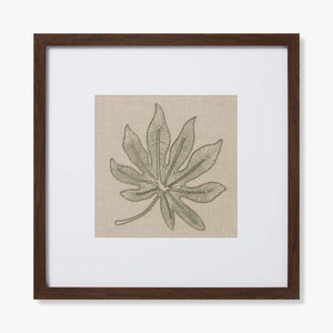 SCHEFFLERA