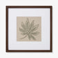 SCHEFFLERA
