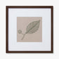 MOUNTAIN MINT