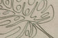 MONSTERA
