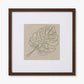 MONSTERA