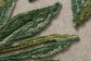 WALLACEA