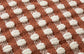 PED0016 RUST / IVORY